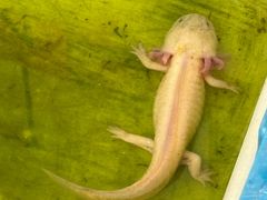 -南汇花鸟市场(上海浦东新花卉店)