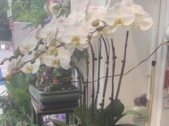 -FEI FEI FLOWER鲜花店·气球派对·宝宝宴布置(虹口德必运动Loft店)