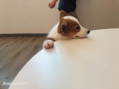 -浣熊柯尔鸭土拨鼠·电玩咖