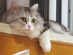 -欣宠猫屋·矮脚拿破仑·蓝金金渐层