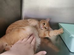 -艾吉宠物医院·疑难杂症转诊中心·猫友好(碧江路院)