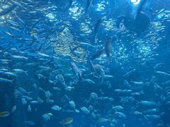 -海合安成都极地海洋公园