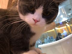 -momokira米努特·德文卷毛猫·棉花面纱犬