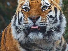 -咏春葱油饼(德政中路店)