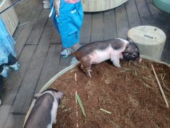 -正佳雨林生态植物园