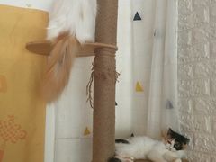 -平行世界·猫咖(首经贸店)