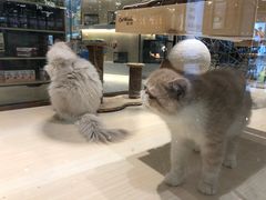-momokira米努特·德文卷毛猫·棉花面纱犬