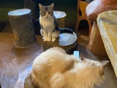 -猫猫幼稚园·撸猫·桌游·电玩