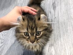 -猫亿天猫咖