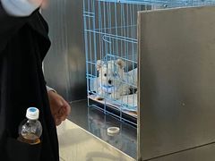 -特一安24小时宠物医院·骨科·中兽医