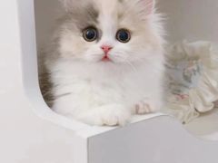 -Bastet sally猫舍购宠(静安店)