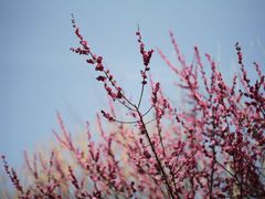 -西安碑林博物馆