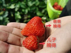 -大自然农场蔬菜草莓采摘园