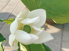 -莲花池公园