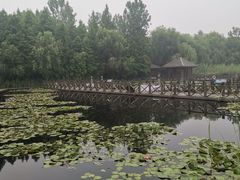 -溱湖国家湿地公园