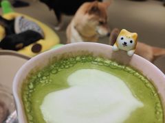 -逗柴咖啡屋·狗咖猫咖宠物桌游