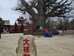 -大槐树寻根祭祖园