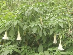 -广西壮族自治区药用植物园