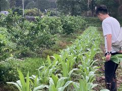 -荔枝红五号农庄