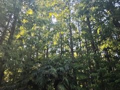 -黄海国家森林公园