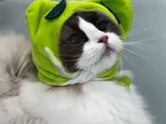 -爱洗澡的猫(望京店)