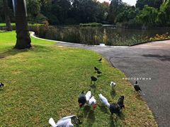 -墨尔本皇家植物园