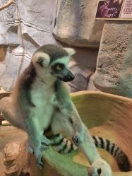 -Zoolung Zoolung动物主题公园(海信广场店)