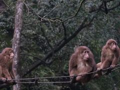 -峨眉山风景名胜区