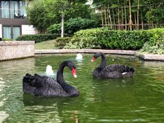 -行者书屋大堂吧 ·下午茶(南京圣和府邸酒店)