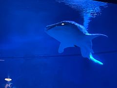 -烟台海昌鲸鲨海洋公园