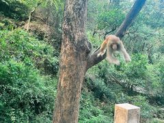 -黔灵山公园