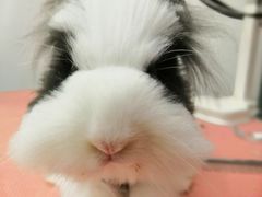 -1013 PET SHOP精品宠物商店(丁香店)