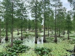 -池杉湖湿地公园