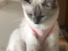 -灵美宠物诊所