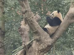 -都江堰中华大熊猫苑