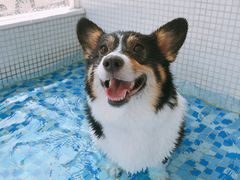 -BABYDOG宝贝狗宠物乐园(欧洲城店)