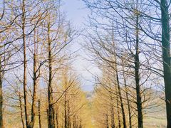 -东白山