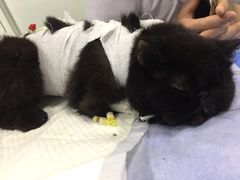 -欧奕国际动物医院