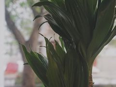 -春庄咖啡SpringHues(钟楼小区店)
