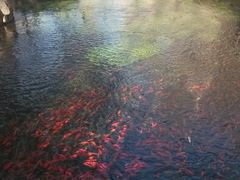 鱼群-水磨沟公园