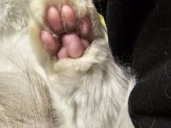 -momokira米努特·德文卷毛猫·棉花面纱犬