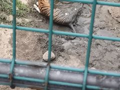 -合肥野生动物园