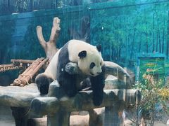 -灵玲国际马戏城