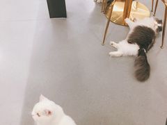 -飞行喵MR PILOT|猫舍·猫咖(静安大融城店)