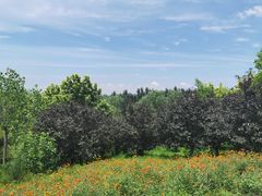 -东郊湿地公园
