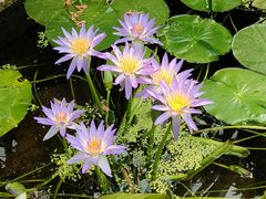 -国家植物园南园