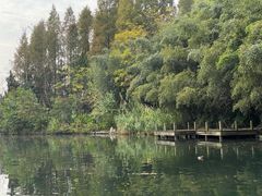 -东平国家森林公园