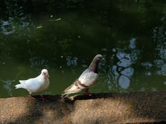 -西园寺