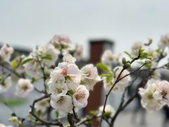 -莫愁湖公园