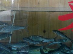 android_upload_pic-土家菜粗粮馆(木鱼镇店)